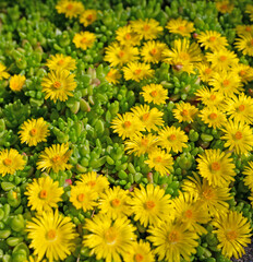Mittagsblume, Delosperma nubigenum, mit gelben Blüten