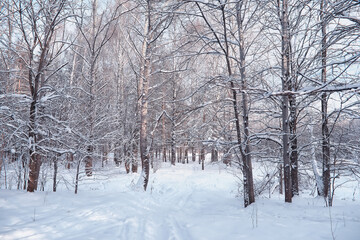 Winter forest landscape. Tall trees under snow cover. January frosty day in the park.