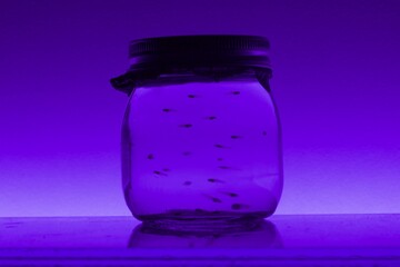 Jar with guppy fish fry purple background