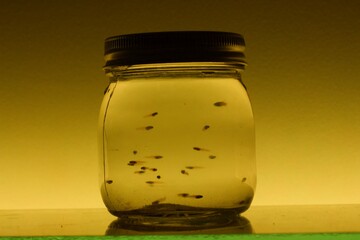 Jar with fish fry yellow background
