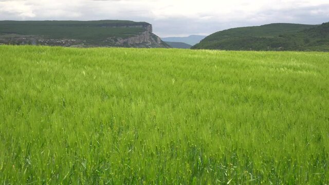 Beautiful spring landscape with green wheat field and mountains