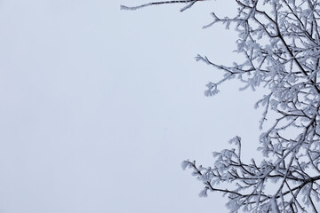 Winter forest landscape. Tall trees under snow cover. January frosty day in the park.