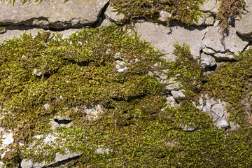 Old wall texture with moss