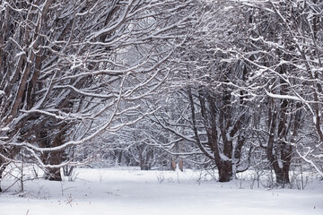 Winter forest. Landscape of the park in winter. Snow-covered trees at the edge.