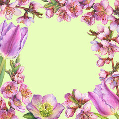 Floral square frame with pink sakura flower, hellebore, tulip for decoration, greeting card, invitation. Watercolor hand drawn painting illustration isolated on a green background.