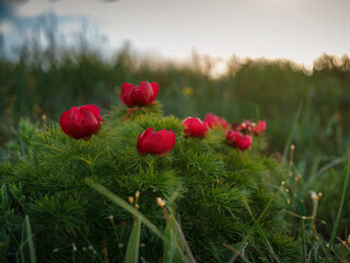 the beautiful wildflowers in the sunset rays.