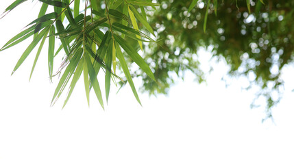 Naklejka na ściany i meble Natural theme background, bamboo leaves on white background.