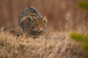 Endangered european wildcat, felis silvestris, sneaking with put out tongue on dry meadow in autumn. Preparation of tabby cat for hunting in natural habitat. Wild mammal with green eyes on forest © WildMedia