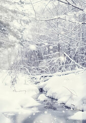 Winter forest landscape. Tall trees under snow cover. January frosty day in the park.