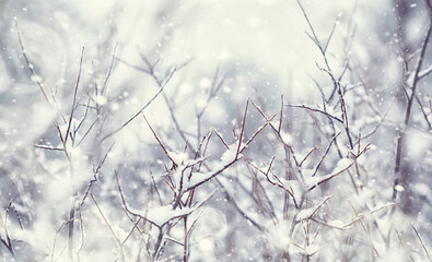 Winter forest landscape. Tall trees under snow cover. January frosty day in the park.