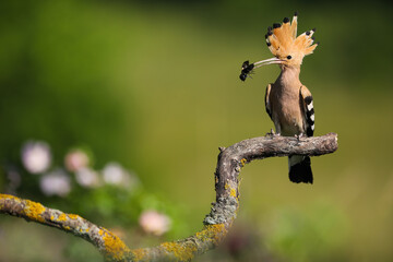 Colourful eurasian hoopoe, upupa epops, sitting on curved branch and holding black bug in beak. Feathered animal sitting on sun with copy space. Concept of food chain in nature.