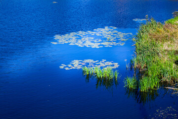 Fototapeta na wymiar Blue lake with aquatic plants.