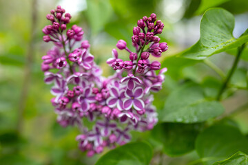 flowers of lilac bushes (Syringa) after the spring May rain