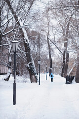 Winter forest landscape. Tall trees under snow cover. January frosty day in the park.