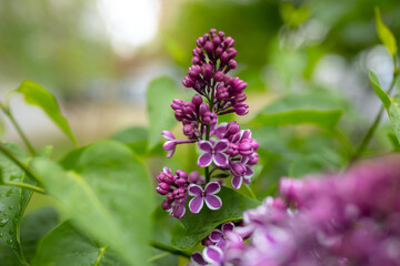 Obraz premium flowers of lilac bushes (Syringa) after the spring May rain