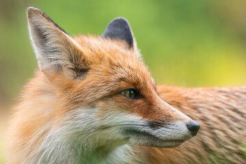 Detail of listening adult fox, vulpes vulpes, with erect ears on meadow in autumn. Cute animal wildlife looking to the right. Portrait of orange canine with blurred background.