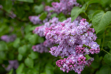 Obraz premium flowers of lilac bushes (Syringa) after the spring May rain