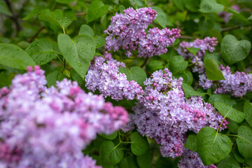 flowers of lilac bushes (Syringa) after the spring May rain