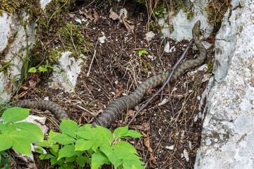 Dice snake, Natrix tessellata in Plitvice National Park, Croatia in Europe