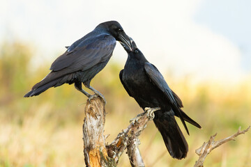Two common raven, corvus corax, feeding each other on branch in spring. Pair of black birds...