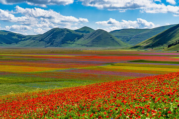Fototapeta premium Lentil flowering with poppies and cornflowers in Castelluccio di Norcia, Italy