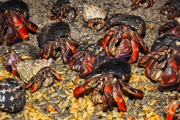 Hermit crab onTobago Cays, St. Vincent and the Grenadines in the Caribbean Sea, Lesser Antilles