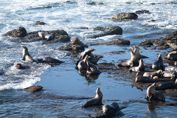 Fototapeta premium Fur seals on rocky shore of beach. Arctocephalus forsteri.