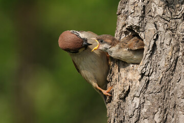 Eurasian tree sparrow breeding in a cavity of a tree in spring nature. Adult bird feeding its young chick stretching out of a nest. Cute little animal with open beak. © WildMedia