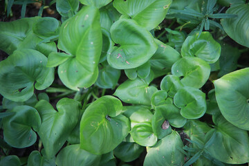 Bright spring greens at dawn in the forest. Nature comes to life in early spring.