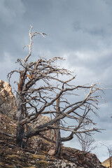 Dead dry pine forest on the mountainside.