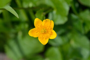 Marsh Marigold