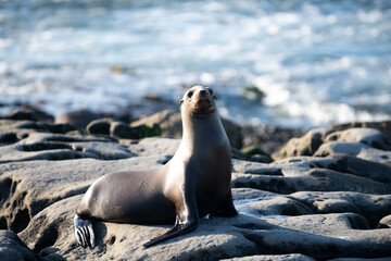 Fototapeta premium Sea Lions on the rocks in San Diego, California.