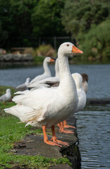Line of Geese Standing at the Edge of the Lake on a Winter’s Morning