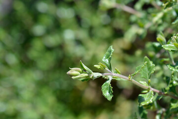 Yellow germander