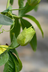 Snow Queen Passion Vine