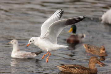 seagull in flight over water