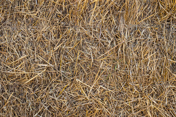 Front view of a bale of hay as an agricultural farm and an agricultural symbol of harvest time with dried grass straw