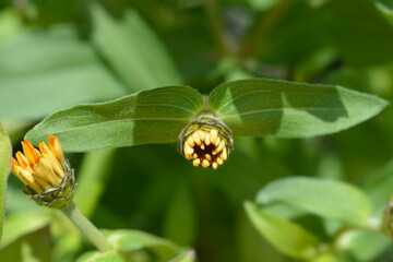 Common zinnia