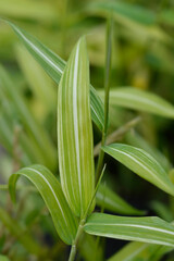 Dwarf white-striped Bamboo