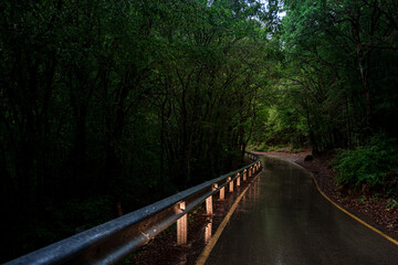 Fototapeta na wymiar asphalt road in the forest during rain, evening in spring.