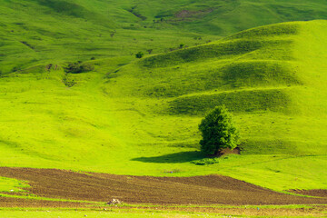 Lonely tree on a green hill