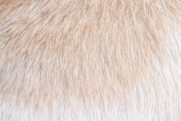 Close up Furry cat soft texture with white light brown patterns for background