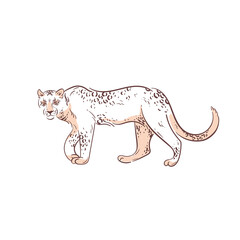 Jaguar Ink style illustration. Asian Wild cat outline design. Leopard hand drawn art.