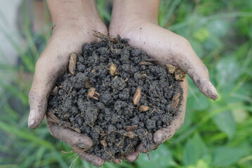 Soil, hand holding soil. The soil is ready for planting trees. There are rental components, coffee grounds, coconut shells, manure. for planting.