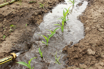 Close-up of watering sprouts of young corn. Watering corn. Corn sprouts in a garden bed in a puddle. Hose the corn on the farm