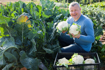 Male professional gardener holding fresh cauliflower to crate in garden outdoor