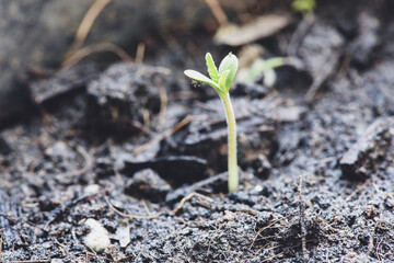 cannabis seeds on soil background, close up of planting hemp seeding agriculture herbal medicine, marijuana seed natural small green hemp sprout seedling