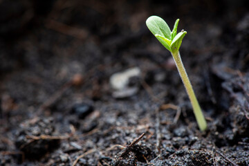 cannabis seeds on soil background, close up of planting hemp seeding agriculture herbal medicine, marijuana seed natural small green hemp sprout seedling