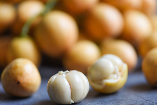 Rambi harvest from tree at the garden summer tropical fruit in Thailand, Ripe Fresh Rambeh Fruit