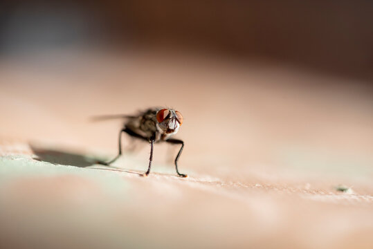 Isolated fly on an ocher background located on the wall of an difuse urban garden